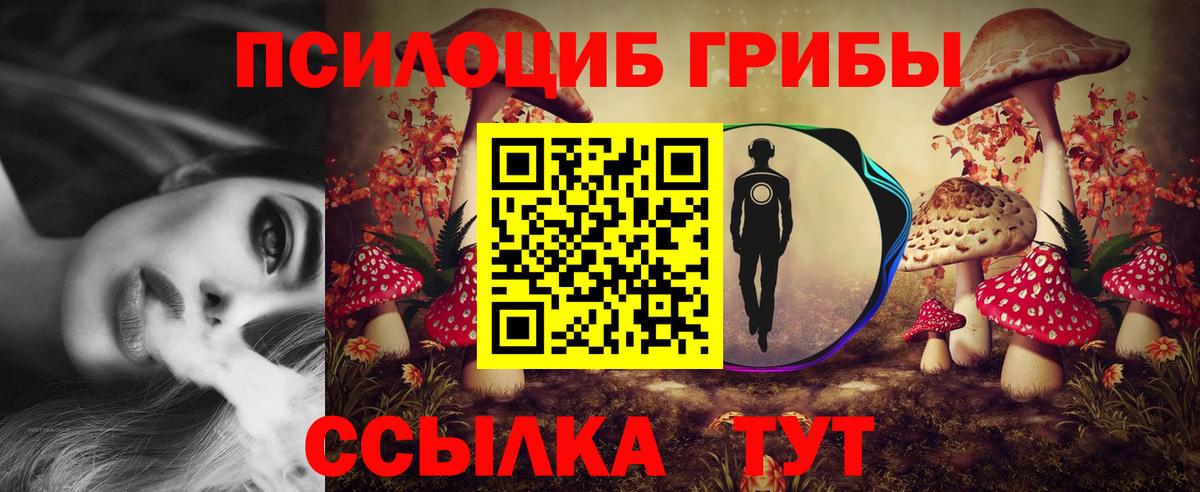 где купить наркотик  Галлюциногенные грибы Cubensis  Вход с VPN  Курчалой 